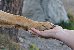 Ausbildung zum Hundetrainer