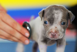 Tierheilpraktiker - Kurzprofil